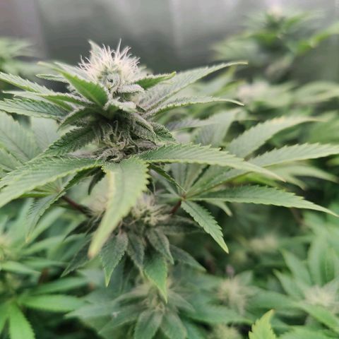 Arjan's Haze #3 growlog photo: Almost end of week 3..flowering!!