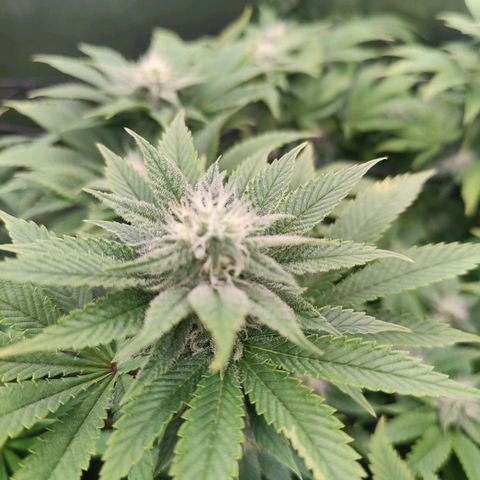 Arjan's Haze #3 growlog photo: Almost end of week 3..flowering!!