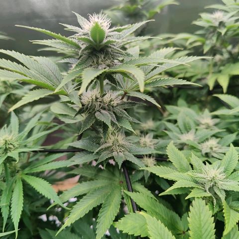 Arjan's Haze #3 growlog photo: Almost end of week 3..flowering!!