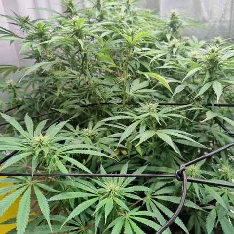 Arjan's Haze #3 growlog photo: Almost end of week 3..flowering!!