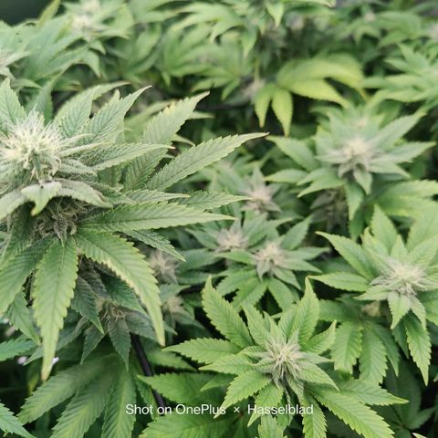 Arjan's Haze #3 growlog photo: Almost end of week 3..flowering!!