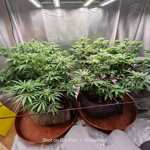 Arjan's Haze #3 growlog photo: Almost end of week 3..flowering!!