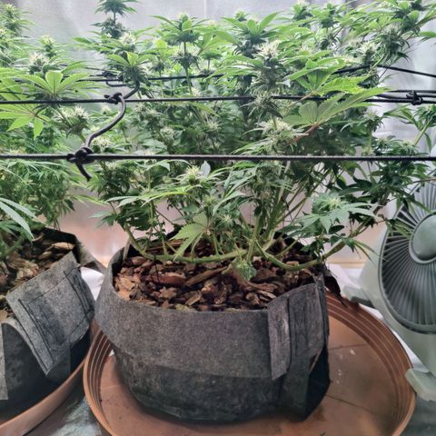 Arjan's Haze #3 growlog photo: Beginning of week 4. Defoliated as much as I could and yet still quite bushy, especially the Aryan