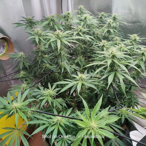 Arjan's Haze #3 growlog photo: Beginning of week 4. Defoliated as much as I could and yet still quite bushy, especially the Aryan