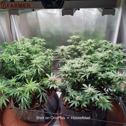 Arjan's Haze #3 growlog photo: Beginning of week 4. Defoliated as much as I could and yet still quite bushy, especially the Aryan