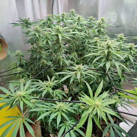 Arjan's Haze #3 growlog photo: Beginning of week 4. Defoliated as much as I could and yet still quite bushy, especially the Aryan