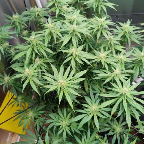 Arjan's Haze #3 growlog photo: Beginning of week 4. Defoliated as much as I could and yet still quite bushy, especially the Aryan