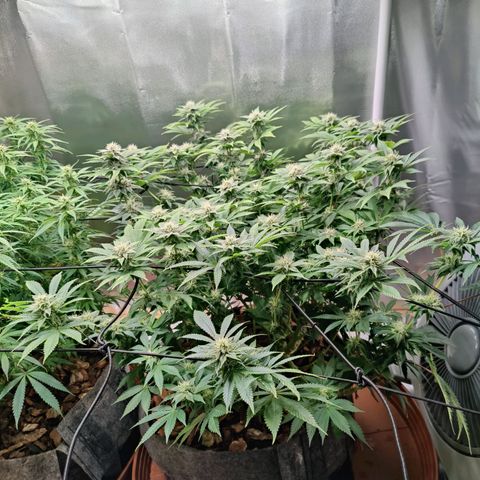 Arjan's Haze #3 growlog photo: Beginning of week 4. Defoliated as much as I could and yet still quite bushy, especially the Aryan