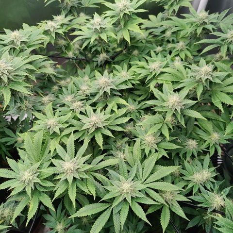 Arjan's Haze #3 growlog photo: Beginning of week 4. Defoliated as much as I could and yet still quite bushy, especially the Aryan