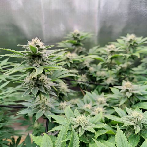 Arjan's Haze #3 growlog photo: Flowering is finally showing now! Buds are starting to form! Week 4!