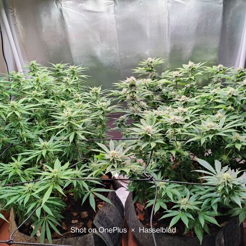 Arjan's Haze #3 growlog photo: Flowering is finally showing now! Buds are starting to form! Week 4!