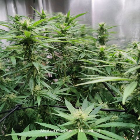 Arjan's Haze #3 growlog photo: Flowering is finally showing now! Buds are starting to form! Week 4!