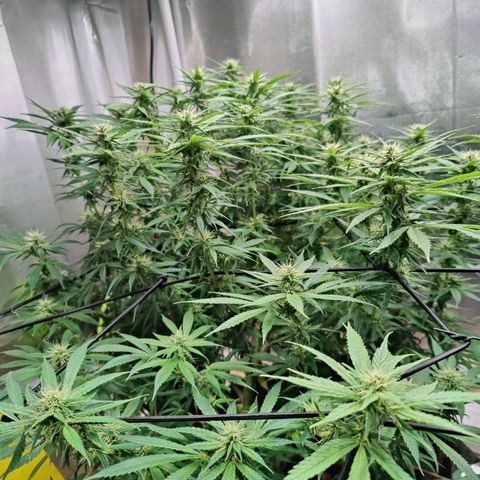 Arjan's Haze #3 growlog photo: Flowering is finally showing now! Buds are starting to form! Week 4!