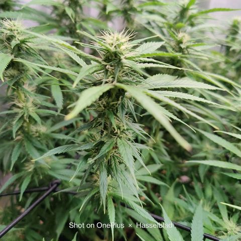 Arjan's Haze #3 growlog photo: Flowering is finally showing now! Buds are starting to form! Week 4!