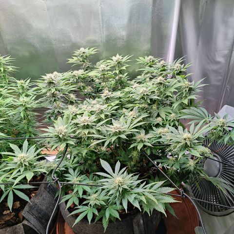 Arjan's Haze #3 growlog photo: Flowering is finally showing now! Buds are starting to form! Week 4!