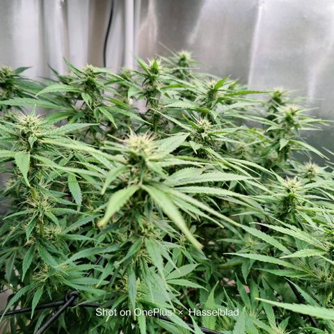 Arjan's Haze #3 growlog photo: Flowering is finally showing now! Buds are starting to form! Week 4!