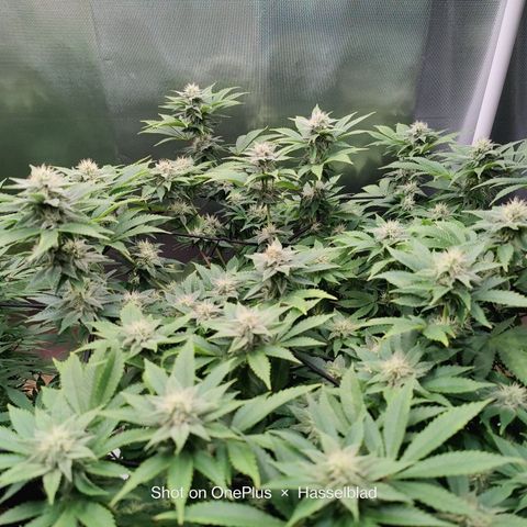 Arjan's Haze #3 growlog photo: Flowering is finally showing now! Buds are starting to form! Week 4!