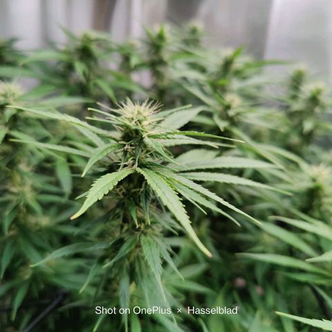 Arjan's Haze #3 growlog photo: Flowering is finally showing now! Buds are starting to form! Week 4!