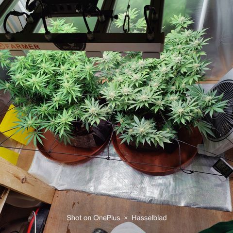 Arjan's Haze #3 growlog photo: Flowering is finally showing now! Buds are starting to form! Week 4!