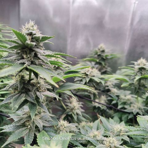 Super Lemon Haze growlog timeline photo