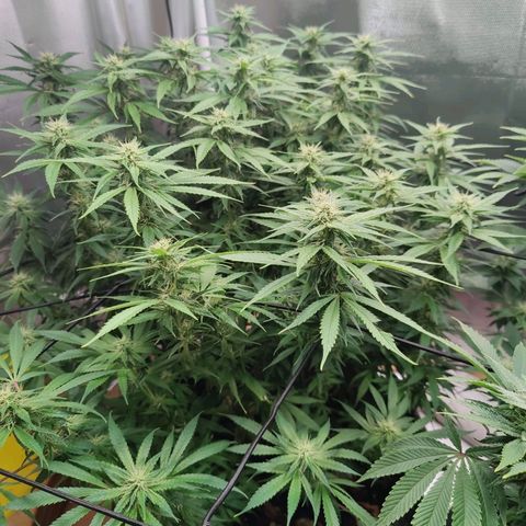 Arjan's Haze #3 growlog timeline photo