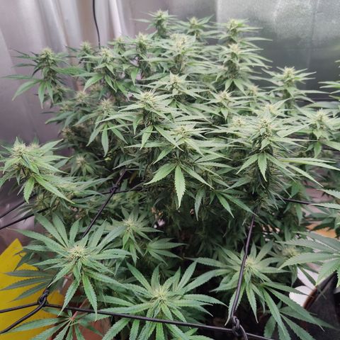 Arjan's Haze #3 growlog photo: End of week 4 👊