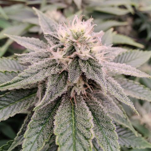Arjan's Haze #3 growlog photo: End of week 4 👊
