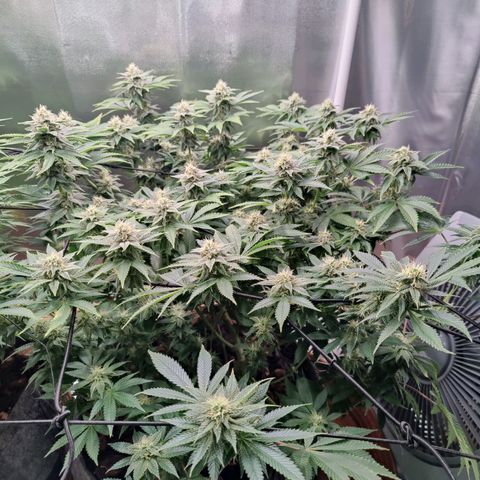 Arjan's Haze #3 growlog photo: End of week 4 👊