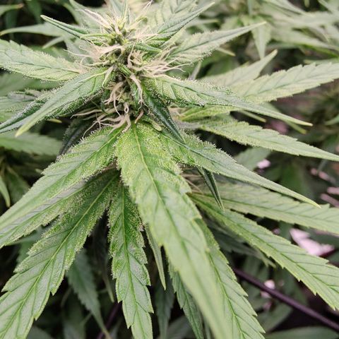 Arjan's Haze #3 growlog photo: End of week 4 👊