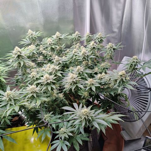 Arjan's Haze #3 growlog photo: Mid of week 5
