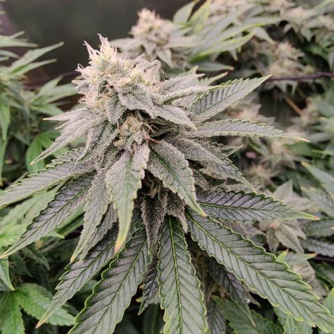 Arjan's Haze #3 growlog photo: Mid of week 5