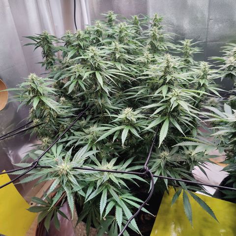 Arjan's Haze #3 growlog photo: Mid of week 5