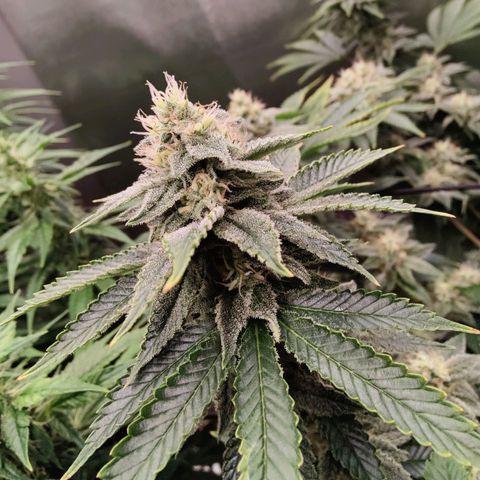 Arjan's Haze #3 growlog photo: Mid of week 5