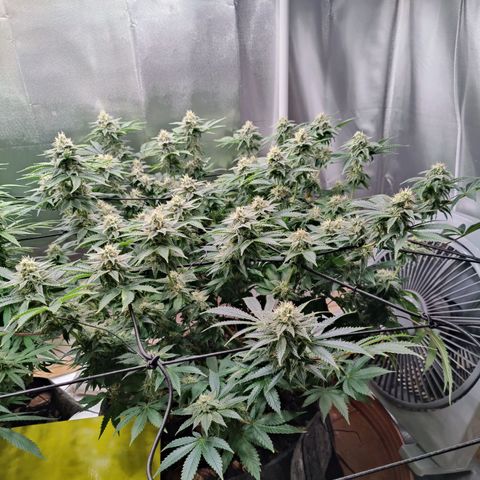 Arjan's Haze #3 growlog photo: Mid of week 5