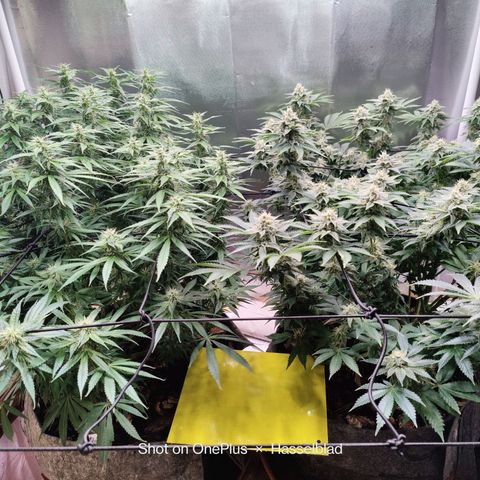 Arjan's Haze #3 growlog photo: Mid of week 5