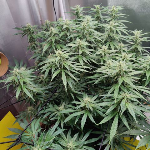 Arjan's Haze #3 growlog photo: Mid of week 5