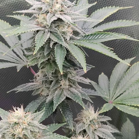 Arjan's Haze #3 growlog photo: Mid of week 5