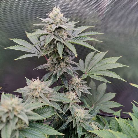 Arjan's Haze #3 growlog photo: Mid of week 5