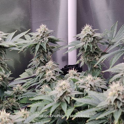 Arjan's Haze #3 growlog photo: Mid of week 5