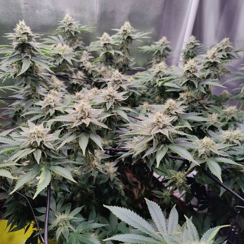 Arjan's Haze #3 growlog photo: Week 5 of flower