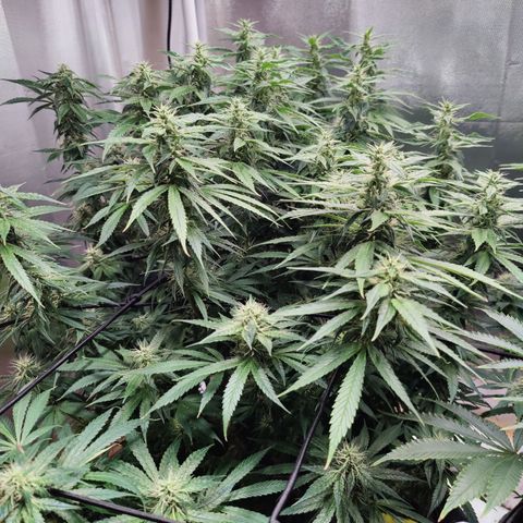 Arjan's Haze #3 growlog photo: Week 5 of flower