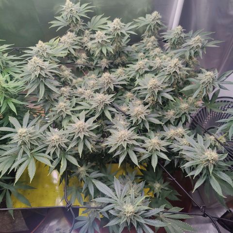Arjan's Haze #3 growlog photo: Week 5, close to the end... 