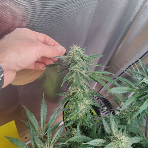 Arjan's Haze #3 growlog photo: Week 5, close to the end... 