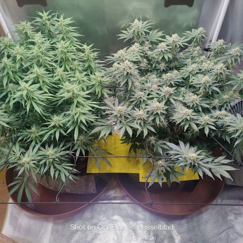 Arjan's Haze #3 growlog photo: Week 5, close to the end... 