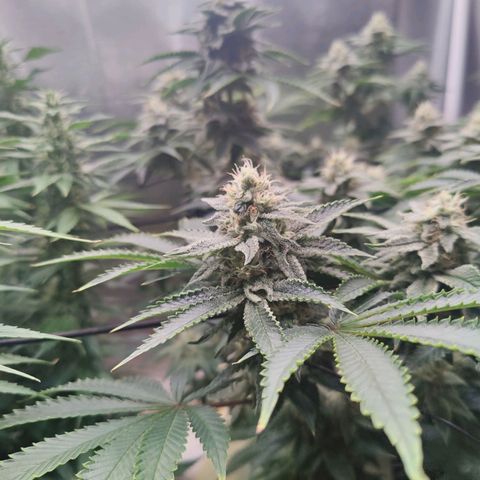 Arjan's Haze #3 growlog photo: Week 5, close to the end... 