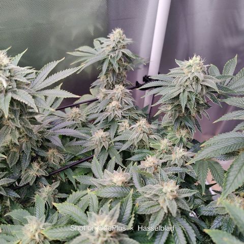 Arjan's Haze #3 growlog photo: The Lemon haze is going great so far. The gnats seem to be at bay for now.
Arjan is like stretching uo still and buds and not getting dense. 