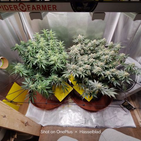 Arjan's Haze #3 growlog photo: The Lemon haze is going great so far. The gnats seem to be at bay for now.
Arjan is like stretching uo still and buds and not getting dense. 