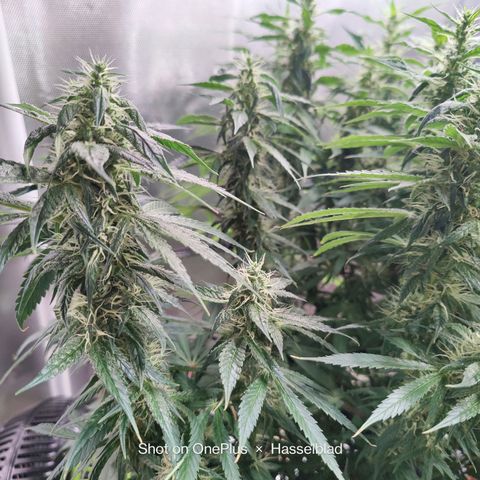 Arjan's Haze #3 growlog photo: The Lemon haze is going great so far. The gnats seem to be at bay for now.
Arjan is like stretching uo still and buds and not getting dense. 