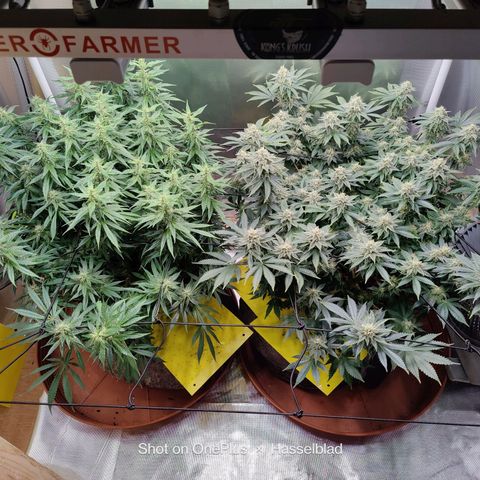 Arjan's Haze #3 growlog photo: The Lemon haze is going great so far. The gnats seem to be at bay for now.
Arjan is like stretching uo still and buds and not getting dense. 