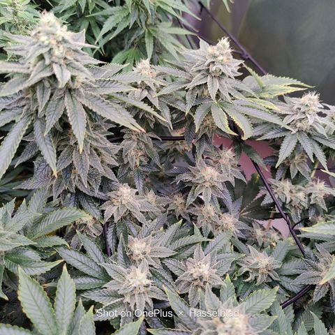 Arjan's Haze #3 growlog photo: The Lemon haze is going great so far. The gnats seem to be at bay for now.
Arjan is like stretching uo still and buds and not getting dense. 